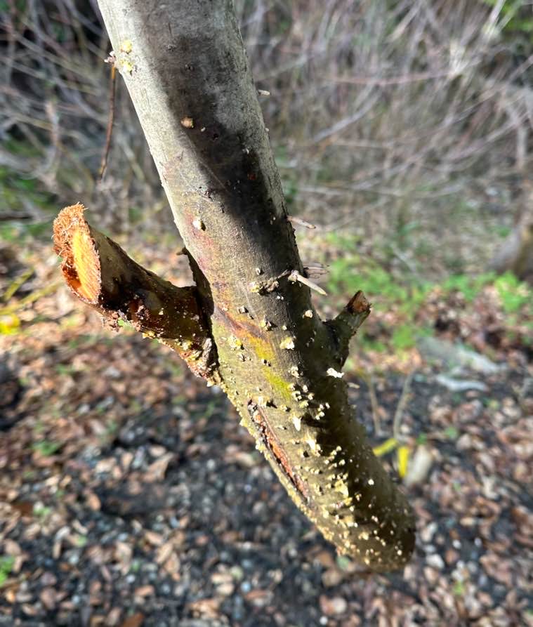 Here is the picture of a willow stake up close on the stock