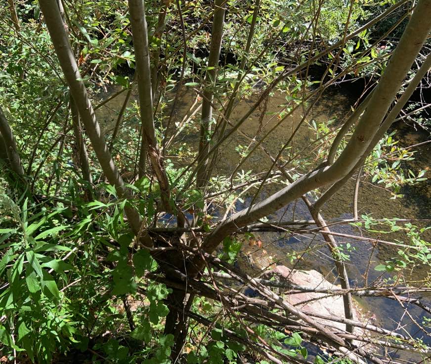 Willow stake growing by the river bed front