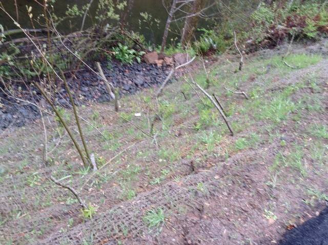 Riverbank Erosion Control with Willow Stakes