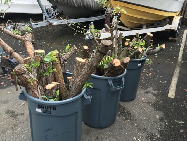 Bins of Fresh Willow Stakes