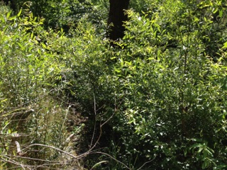 Lush Willow Stake Growth