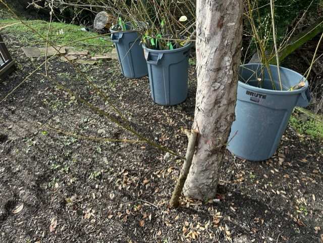 Willow Stakes in Storage Bins